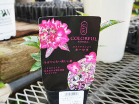 １０月入荷中の花苗の紹介