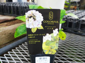 １０月入荷中の花苗の紹介