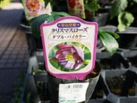 １０月入荷中の花苗の紹介