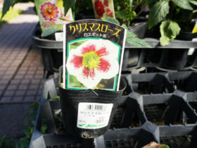 １０月入荷中の花苗の紹介