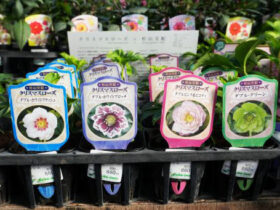 １０月入荷中の花苗の紹介