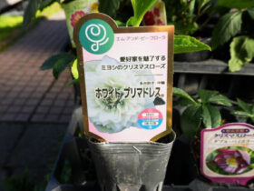 １０月入荷中の花苗の紹介