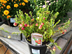 １０月入荷中の花苗の紹介