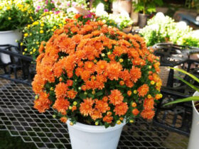１０月入荷中の花苗の紹介