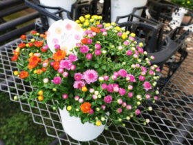 １０月入荷中の花苗の紹介