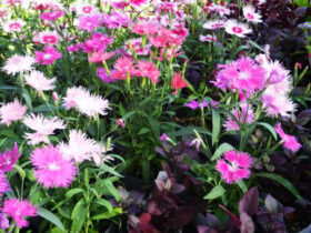 １０月入荷中の花苗の紹介