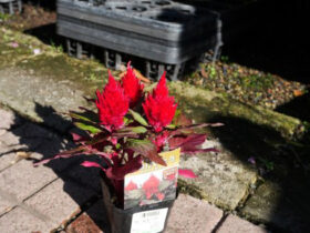 １０月入荷中の花苗の紹介