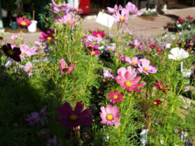 １０月入荷中の花苗の紹介