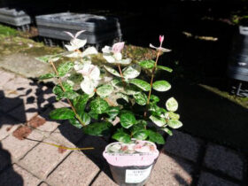１０月入荷中の花苗の紹介