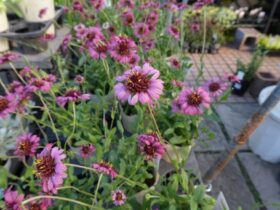 １０月入荷中の花苗の紹介