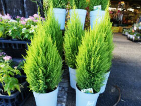 １０月入荷中の花苗の紹介