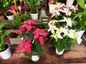 １０月入荷中の花苗の紹介