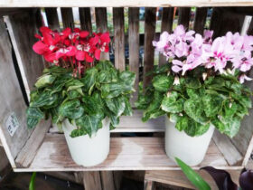 １０月入荷中の花苗の紹介