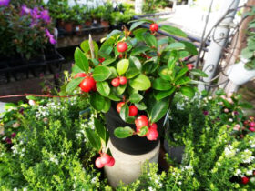 １０月入荷中の花苗の紹介