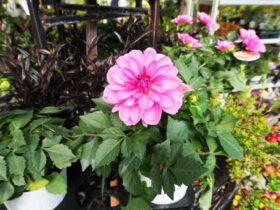 １０月入荷中の花苗の紹介