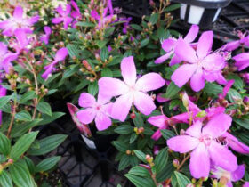 １０月入荷中の花苗の紹介