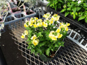 １０月入荷中の花苗の紹介