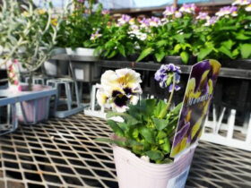 １０月入荷中の花苗の紹介