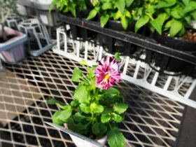 １０月入荷中の花苗の紹介