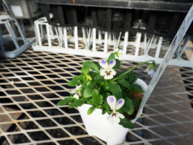 １０月入荷中の花苗の紹介