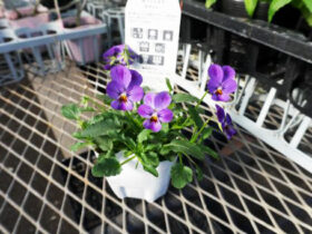 １０月入荷中の花苗の紹介