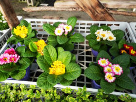 １０月入荷中の花苗の紹介