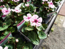 １０月入荷中の花苗の紹介