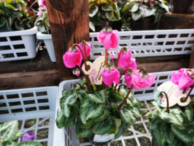 １０月入荷中の花苗の紹介