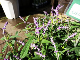 １０月入荷中の花苗の紹介