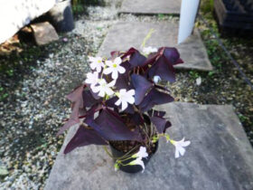 １０月入荷中の花苗の紹介