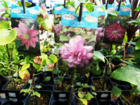 １０月入荷中の花苗の紹介