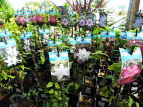 １０月入荷中の花苗の紹介