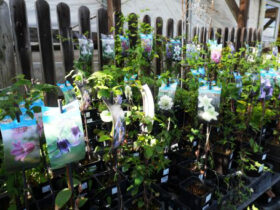 １０月入荷中の花苗の紹介