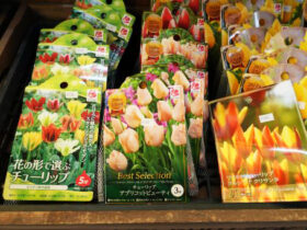 １０月入荷中の花苗の紹介