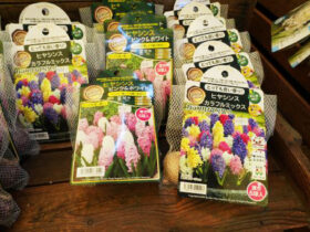 １０月入荷中の花苗の紹介