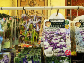 １０月入荷中の花苗の紹介