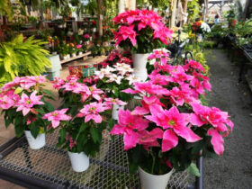 １１月入荷中の花苗の紹介