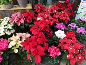 １１月入荷中の花苗の紹介