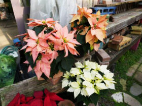 １１月入荷中の花苗の紹介