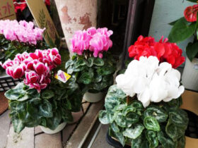 １１月入荷中の花苗の紹介