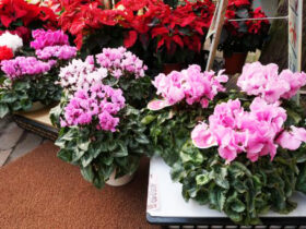 １１月入荷中の花苗の紹介