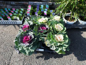 １１月入荷中の花苗の紹介