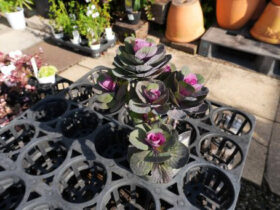 １１月入荷中の花苗の紹介