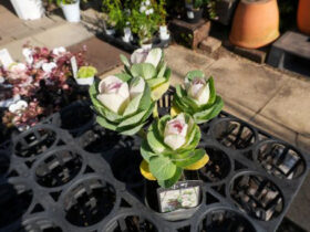 １１月入荷中の花苗の紹介