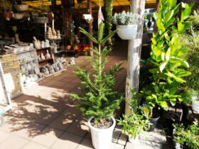 １１月入荷中の花苗の紹介