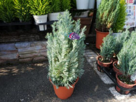 １１月入荷中の花苗の紹介