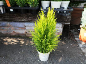 １１月入荷中の花苗の紹介