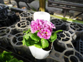 １１月入荷中の花苗の紹介