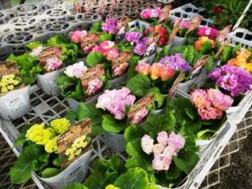 １１月入荷中の花苗の紹介