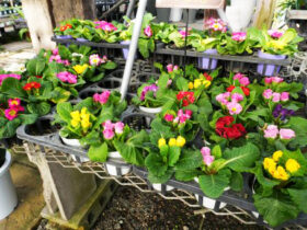 １１月入荷中の花苗の紹介